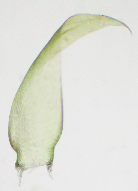 Hypnum fauriei